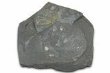 Ordovician Brittle Star (Ophiura) - Morocco #365276-1